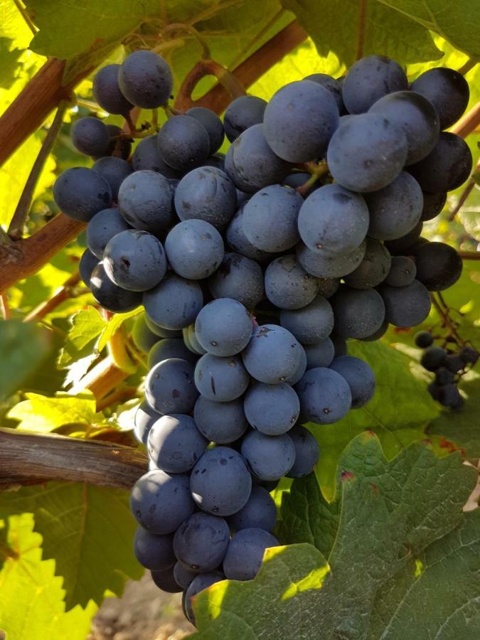 Kapellen-Drusweiler Weingut & Gaestehaus Nagel מראה חיצוני תמונה