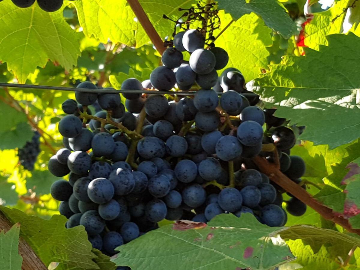 Kapellen-Drusweiler Weingut & Gaestehaus Nagel מראה חיצוני תמונה
